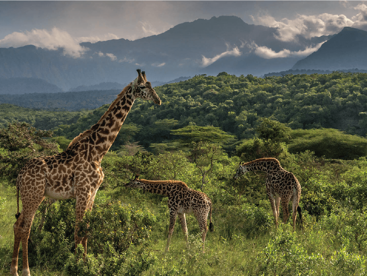 safari 3
