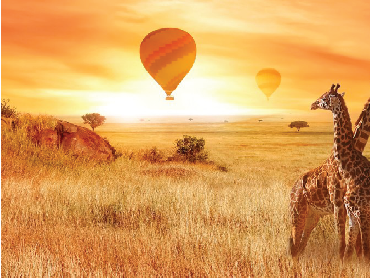 safari 2