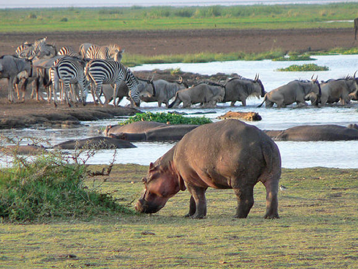 safari 1