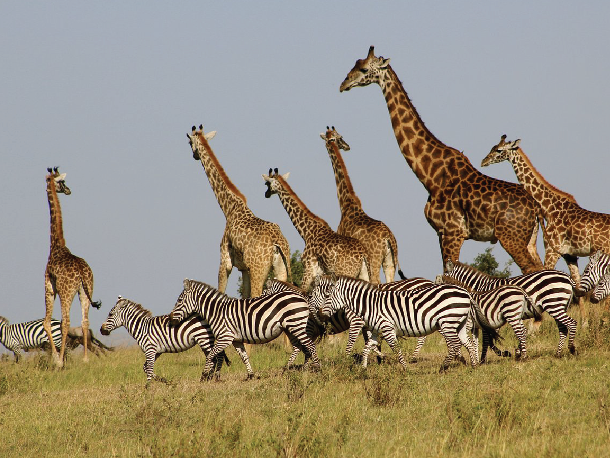 safari 1