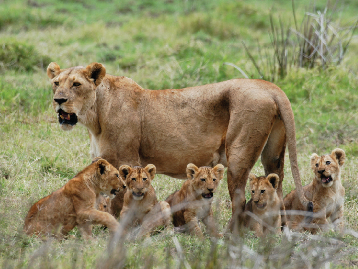 safari 3